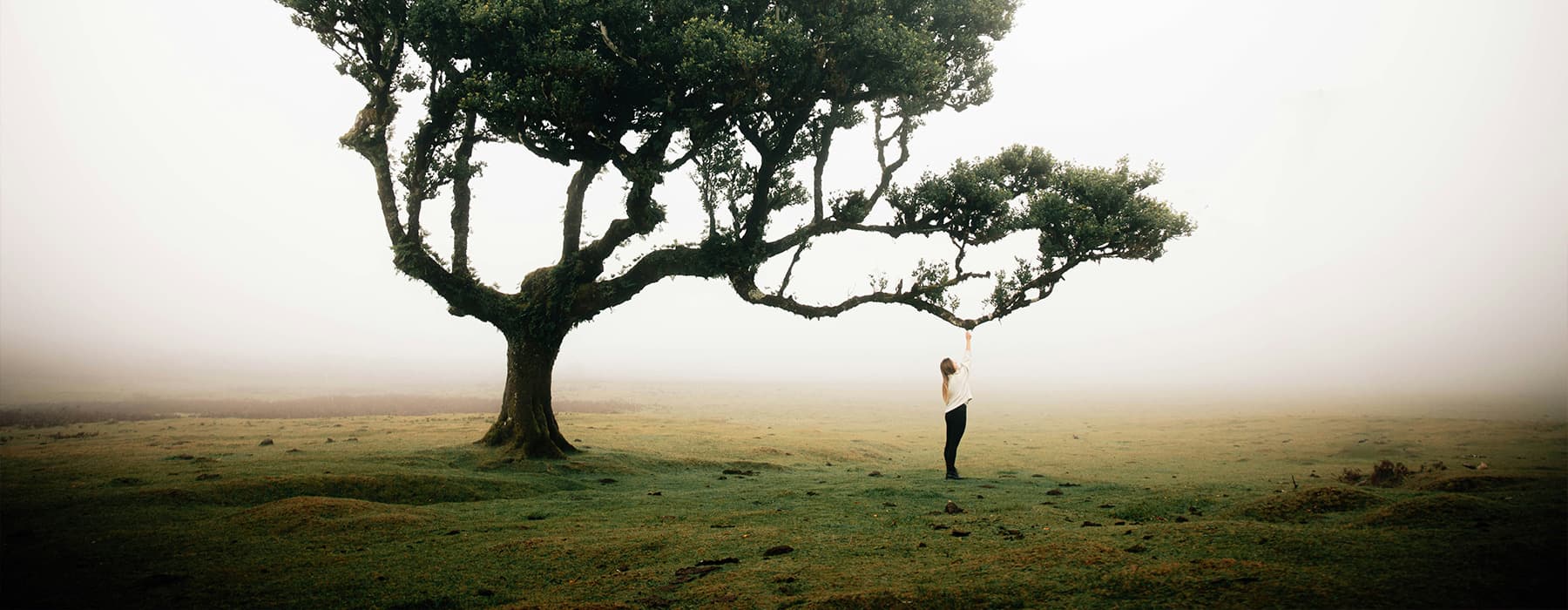 A lone tree in the mist - reaching skyward, anchored in the earth